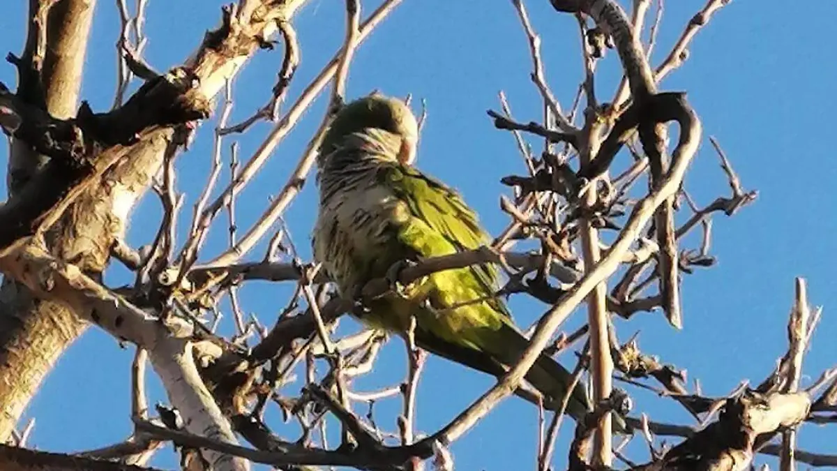 especies invasoras